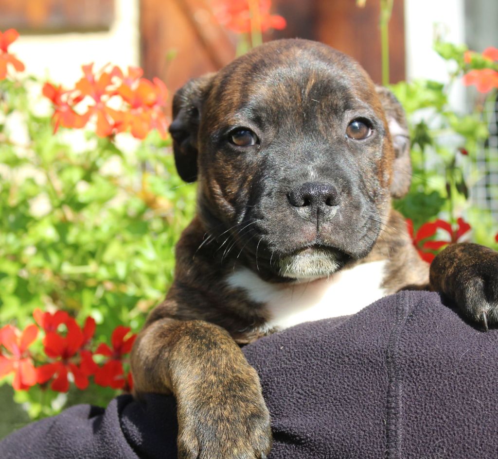 Stafford Is A Lucky Star - Chiot disponible  - Staffordshire Bull Terrier
